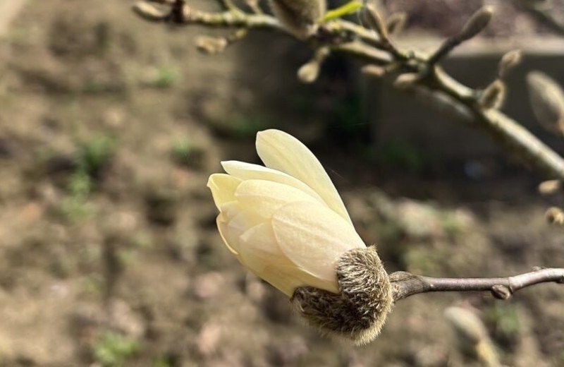 Magnolia